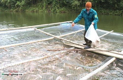 Một hộ nông dân nuôi cá lồng ở xã Quảng Chu, huyện Chợ Mới.
