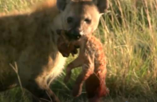 CLIP: Sư tử con chết thảm khi đụng độ linh cẩu