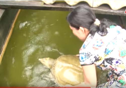 Bí quyết thu hàng tỷ đồng từ nuôi cua đinh trong hồ  Tạp chí Thủy sản Việt  Nam