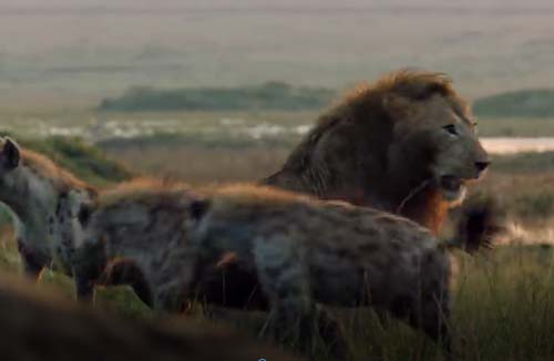 CLIP: Sư tử đại chiến đàn linh cẩu và cái kết