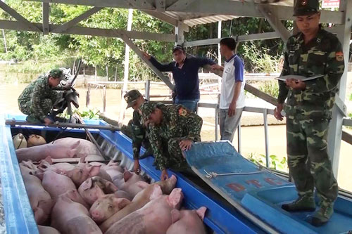 Gia tăng buôn lậu lợn từ Campuchia vào Việt Nam