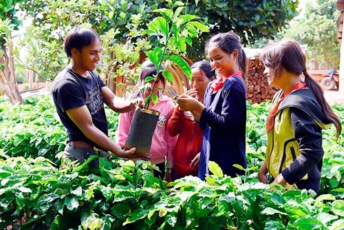 Chư Sê đang đẩy mạnh chuyển đổi cơ cấu cây trồng nông nghiệp