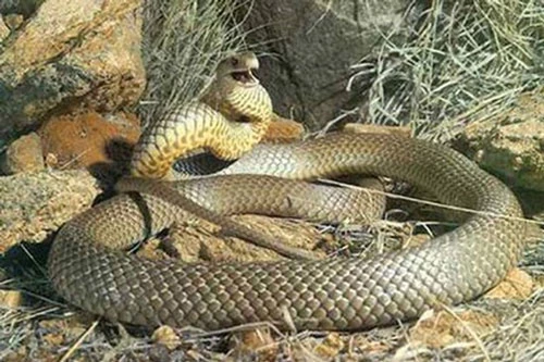 Rắn Eastern Brown: 1/500 gam nọc độc của chúng cũng có thể giết 1 người trường thành, loài rắn xếp loại cực độc thứ 2 thế giới. Khi trưởng thành, loài rắn này khác nhau về màu sắc: nâu bóng, vàng, xám đen.