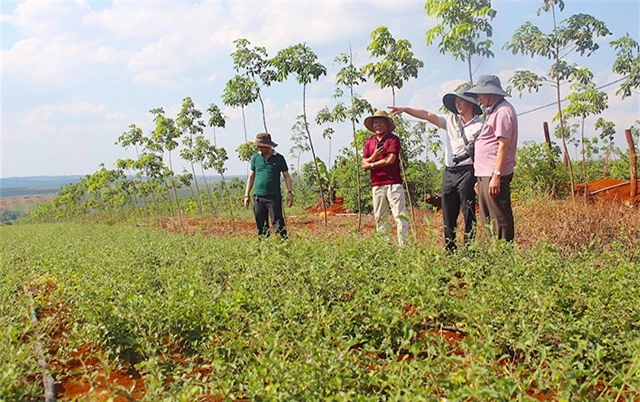 Huyện đang chú trọng sản xuất an toàn, ATLĐ để đảm bảo hiệu quả bền vững sau chuyển đổi