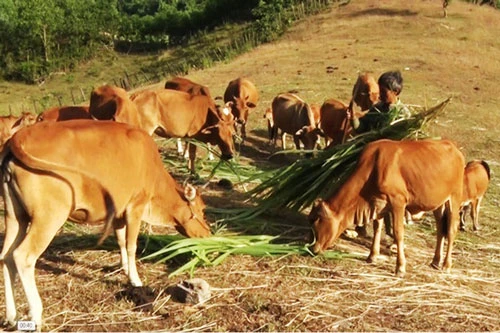 Nuôi bò lai ở huyện Minh Hóa.