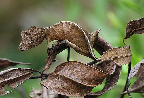 Tắc kè quỷ Satan là một loại tắc kè bản xứ của đảo Madagascar. Loài tắc kè này có ngoại hình xấu xí, giống hệt chiếc lá cây khô héo. Ảnh: a4vn.