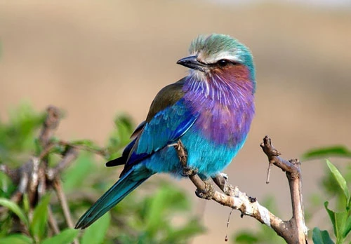 There are many species of birds that possess colorful plumage, not only to block wind and rain, but also to attract mates and avoid enemies.  In Africa there is a bird whose body length is no more than 20cm, but is extremely famous.