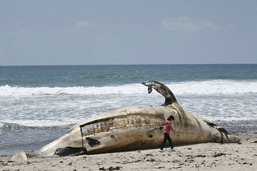 Cá voi 30 tấn chết dạt bờ không rõ nguyên nhân