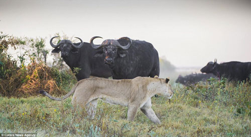 Trâu rừng hung hãn húc chết sư tử bảo vệ đồng loại