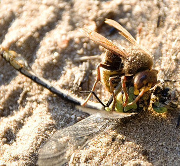 Tử chiến kinh hoàng của ong bắp cày và chuồn chuồn