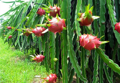 Long An: Tích cực trong chương trình nông thôn mới nâng cao