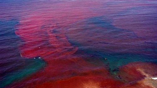 Thủy triều đỏ khiến cá chết hàng loạt thực chất là gì?