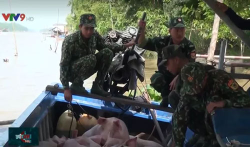 Bắt giữ gần 4 tấn lợn nhập lậu từ Campuchia vào Việt Nam