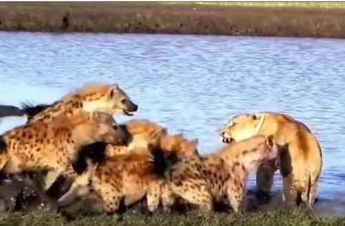 CLIP: Những trận chiến đẫm máu giữa sư tử và linh cẩu