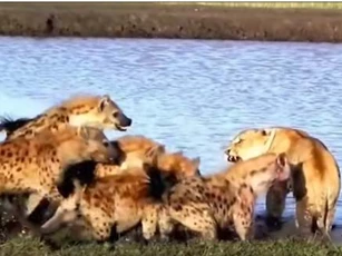 CLIP: Những trận chiến đẫm máu giữa sư tử và linh cẩu