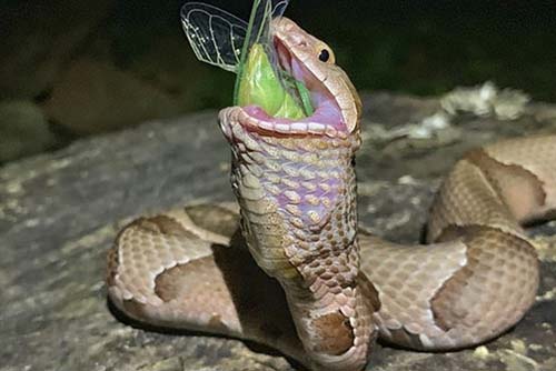 Khiếp đảm ve sầu bị xơi tái bởi rắn độc trong vài giây