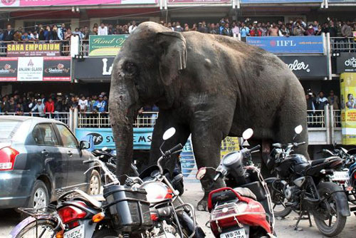 Kinh hoàng cảnh bầy voi say rượu ‘quậy’ cả làng, giết chết 3 người