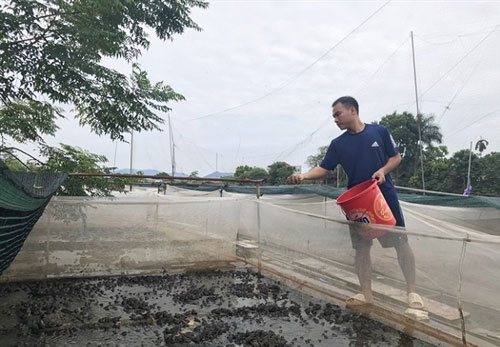 Hà Nội: Thanh niên thu lãi lớn nhờ nuôi ếch