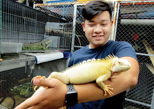 Nuôi rồng Nam Mỹ 7 màu làm thú cưng, bán con bé tí đã có 5 triệu