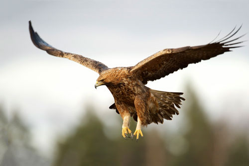 CLIP: Loài động vật nào có tốc độ nhanh nhất trên thế giới?