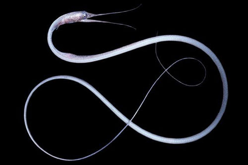 Loài cá kỳ dị có mỏ giống chim, hậu môn nằm ở... cổ họng