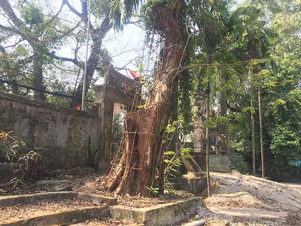 Trưởng thôn bị dân tố trộm cành cây sưa trăm tỷ ở Chương Mỹ