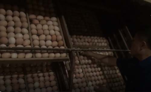 Thái Nguyên: Thu tiền tỷ từ mô hình ấp trứng gia cầm