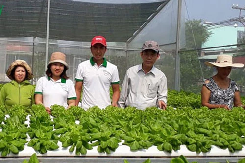 Vườn rau sạch công nghệ cao của chị Huỳnh Thị Sang đã tạo việc làm cho nhiều lao động tại địa phương với mức thu nhập ổn định.