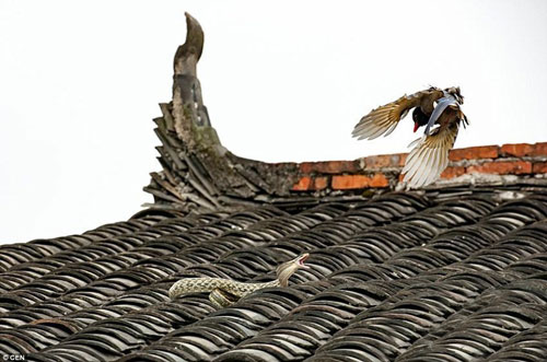 Kịch chiến giữa chim giẻ cùi và rắn trên nóc nhà