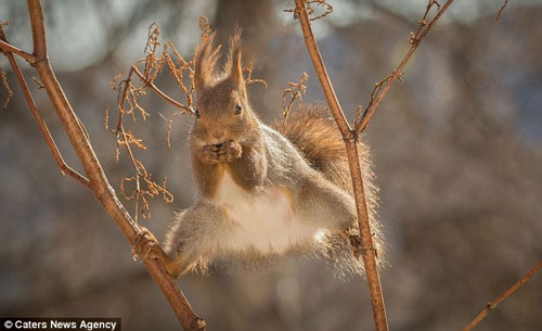Hài hước cảnh sóc đỏ vừa làm xiếc vừa ăn hạt
