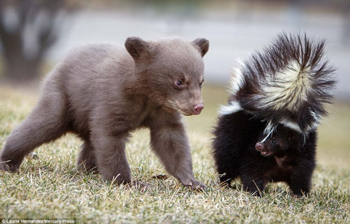 Gấu con quê độ khi bị chồn hôi “xì hơi” vào mặt