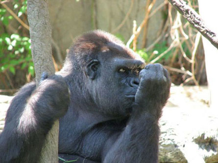 Ảnh hài hước không tin nổi trong thế giới động vật