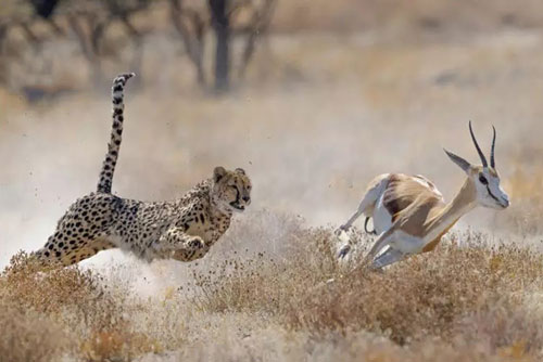 Báo săn đoạt mạng linh dương Thomson trong chớp mắt
