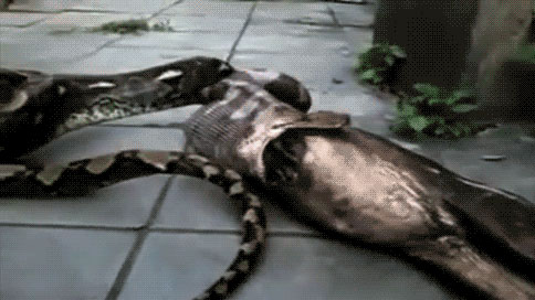 Ảnh động rùng rợn về động vật khiến bạn choáng váng, nôn (Phần 1)