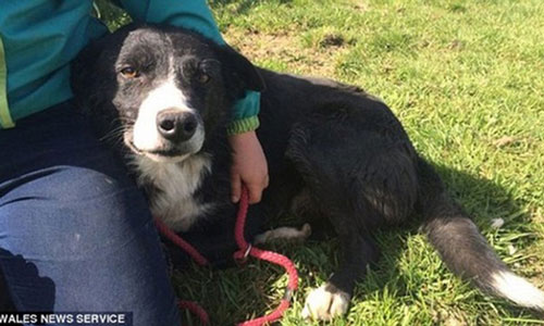 Chú chó vượt gần 400 cây số trong 12 ngày để tìm về với chủ cũ