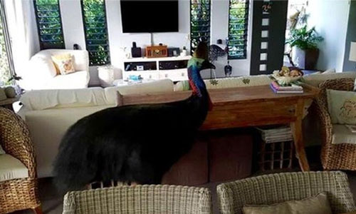 Bất ngờ gặp chim khổng lồ đi dạo trong bếp