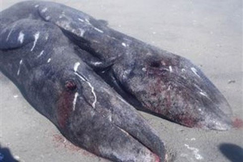 Kinh ngạc với 4 con vật hai đầu phát hiện gần đây