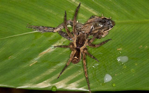 Hãi hùng nhện khổng lồ ăn cả chuột, thằn lằn