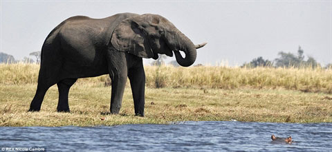 Ngang nhiên dọa voi, hà mã nhận cái kết đắng