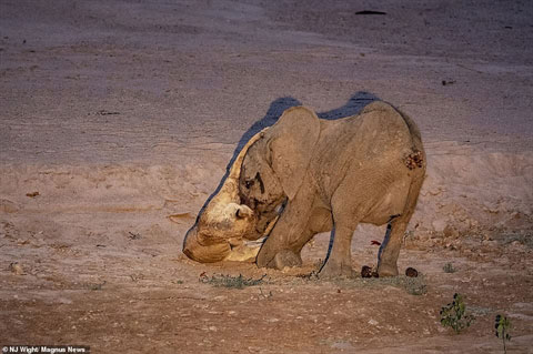 Tính ăn thịt, sư tử già bị voi con đè chết