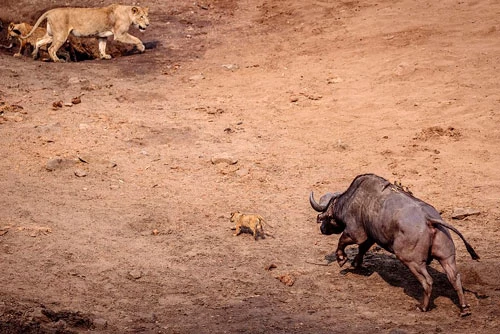Khi đang tham quan Vườn quốc gia Kruger ở Nam Phi, nhiếp ảnh gia động vật hoang dã Johan Adolf Smalman tình cờ ghi lại được một khoảnh khắc cực hiếm trong thiên nhiên hoang dã. Đó chính là cảnh sư tử con thoát chết thần kỳ trước móng của trâu rừng đực trưởng thành.