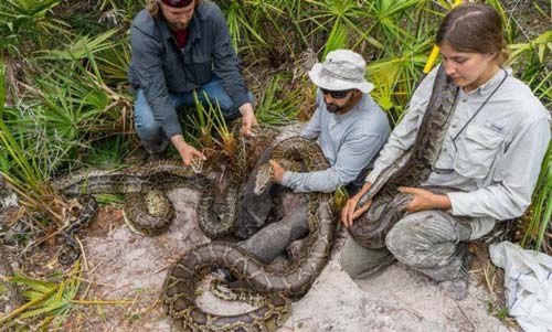Hãi hùng cảnh săn giết trăn Miến Điện khổng lồ