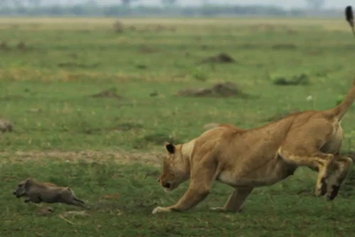 Sư tử săn giết những chú heo rừng con.