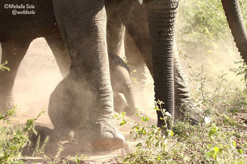 Voi con khóc đỏ mắt khi thấy mẹ bị cưỡng hiếp