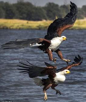 Đại bàng biển trơ tráo định cướp mồi của đồng loại