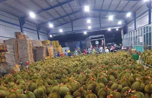 Lâm Đồng: Doanh nghiệp xuất khẩu sầu riêng sang Trung Quốc gặp khó