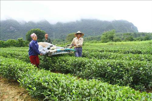 Nghệ An: Trồng chè giúp bà con vùng cao Con Cuông tăng thu nhập