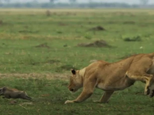 Heo rừng mẹ bất lực nhìn sư tử tàn sát đàn con