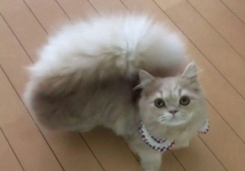 Chú mèo lạ có đuôi xù như đuôi sóc "hút hồn" bất kỳ ai