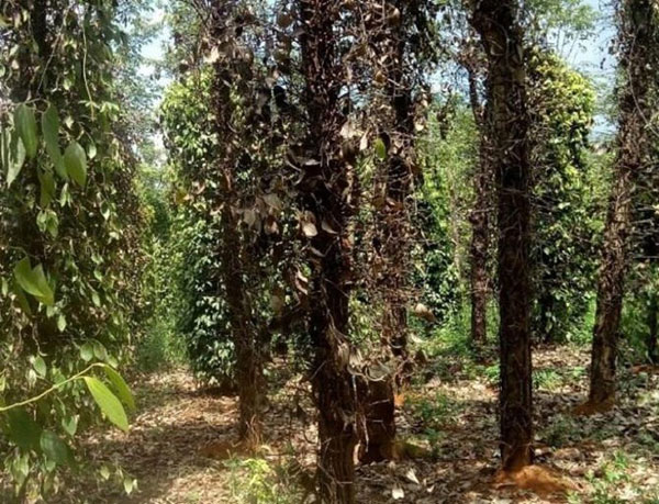 Gia Lai: Hàng ngàn hecta hồ tiêu đang nhiễm bệnh